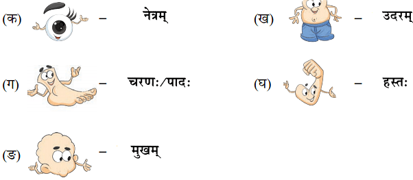 NCERT Solutions: माधवस्य प्रियम् अङ्गम्