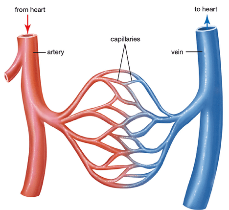 Capillaries connecting arteries and veins