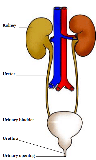 Human Excretory System