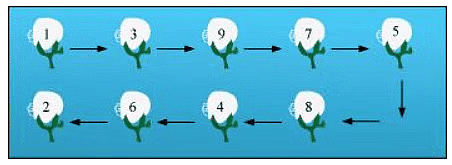 NCERT Solutions: A Shirt in the Market