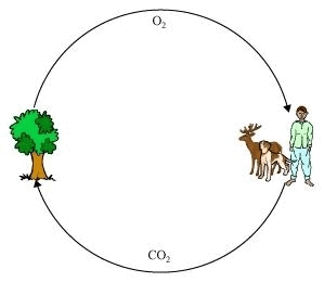 NCERT Solutions: Forests - Our Lifeline