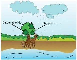 NCERT Solutions: Forests - Our Lifeline