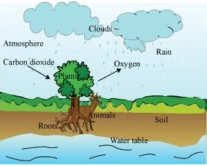 NCERT Solutions: Forests - Our Lifeline