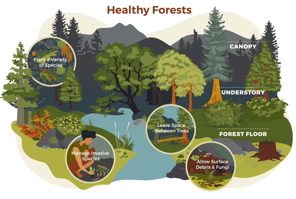 NCERT Solutions: Forests - Our Lifeline