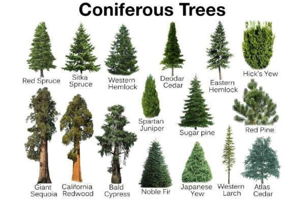 NCERT Solutions: Human Environment Interactions The Tropical and the Subtropical Region