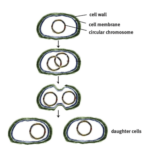 NCERT Solutions: Reproduction in Plants