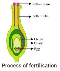 NCERT Solutions: Reproduction in Plants
