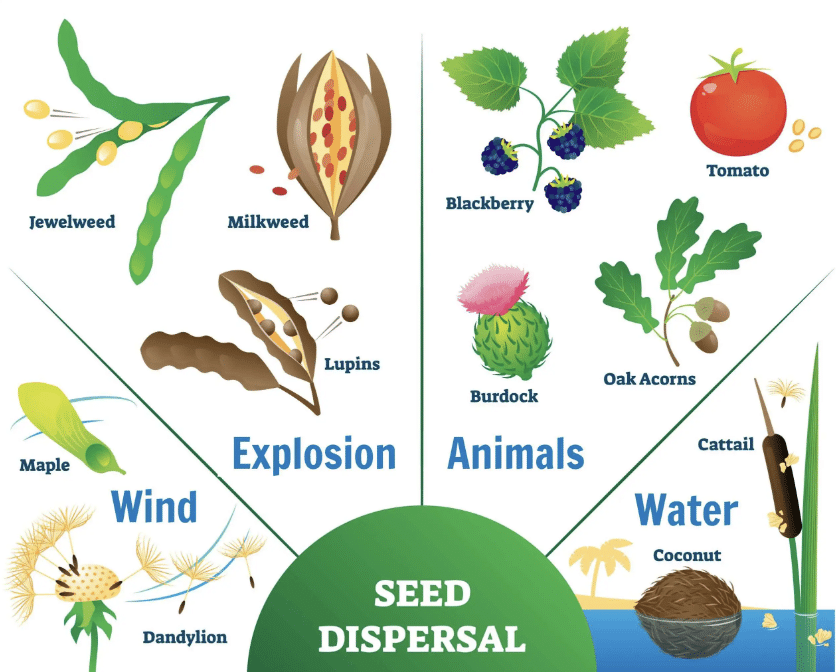 NCERT Solutions: Reproduction in Plants