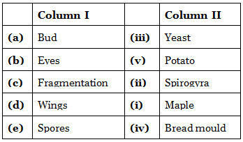 NCERT Solutions: Reproduction in Plants