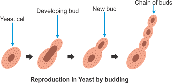 NCERT Solutions: Reproduction in Plants