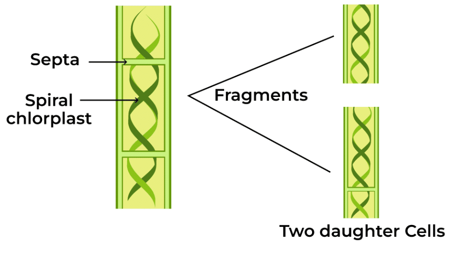 NCERT Solutions: Reproduction in Plants