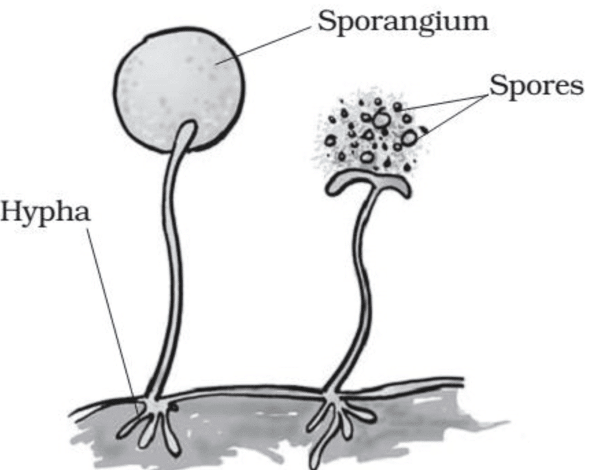NCERT Solutions: Reproduction in Plants
