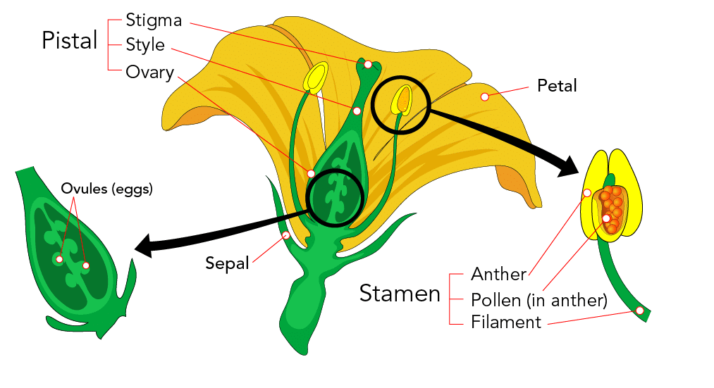 NCERT Solutions: Reproduction in Plants