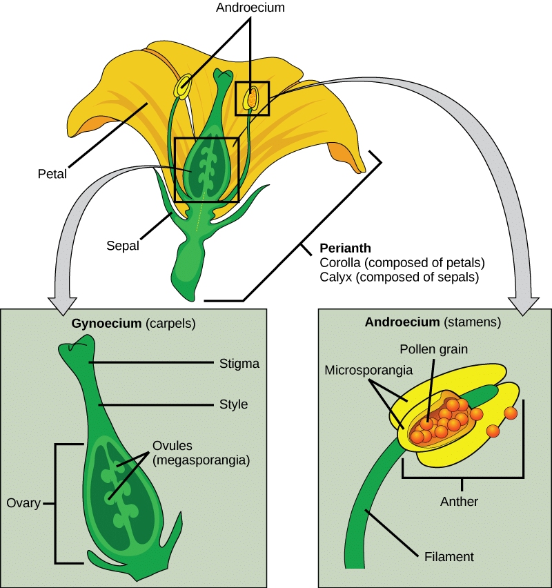 NCERT Solutions: Reproduction in Plants
