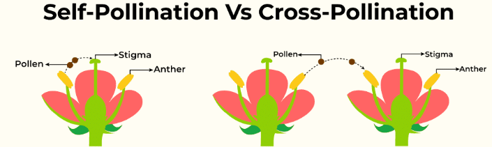 NCERT Solutions: Reproduction in Plants