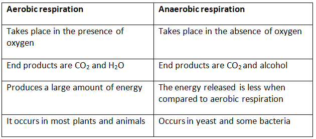 NCERT Solutions: Respiration in Organisms