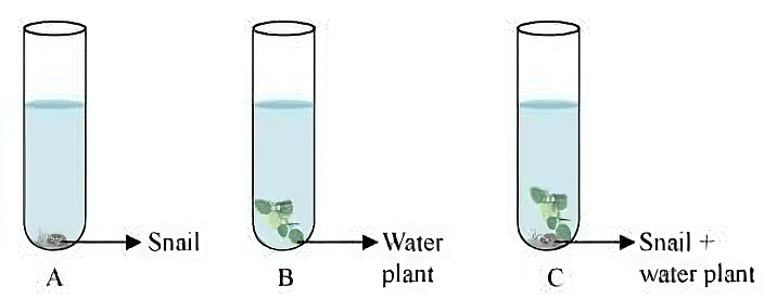 NCERT Solutions: Respiration in Organisms