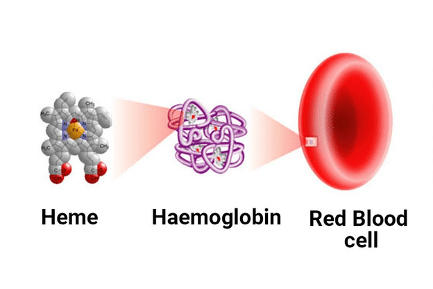 RBC contain Haemoglobin
