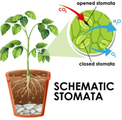 Stomata 