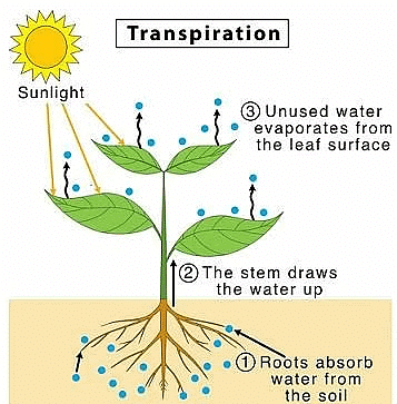 Transpiration in Plants